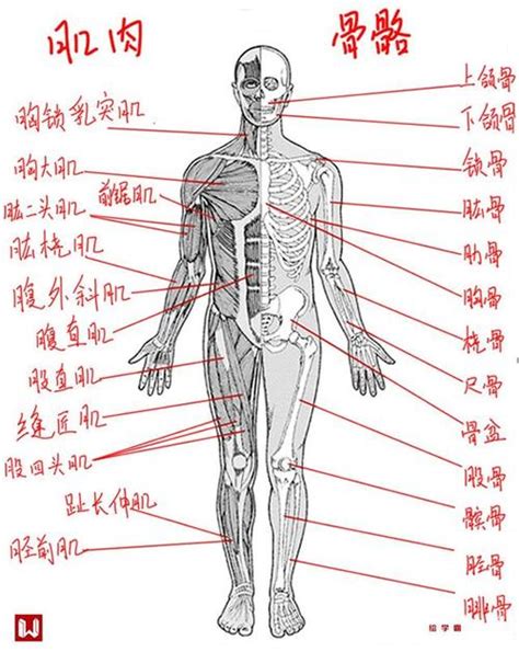 身体部位|适合所有人的解剖学课程 